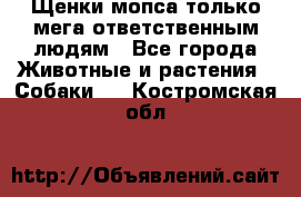 Щенки мопса только мега-ответственным людям - Все города Животные и растения » Собаки   . Костромская обл.